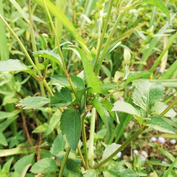 Bidens pilosa Lapas