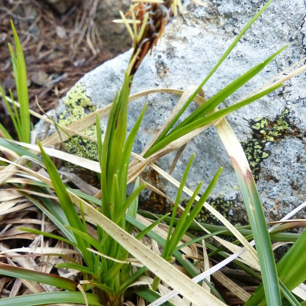 Carex caryophyllea Blodyn