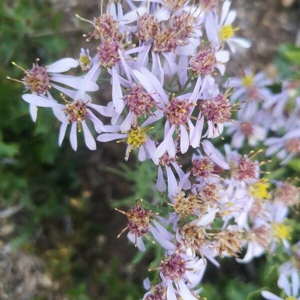 Galatella sedifolia Çiçek