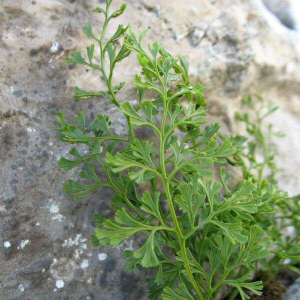 Asplenium fissum Ліст