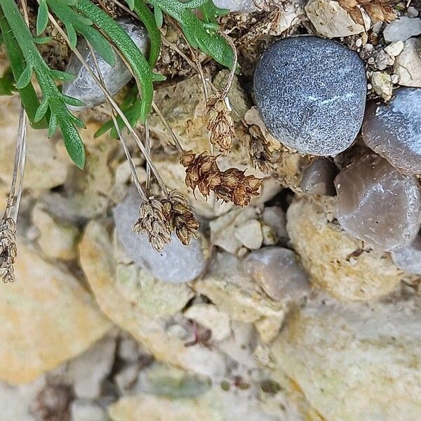 Plantago coronopus Hedelmä