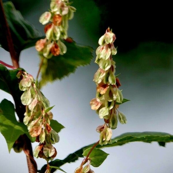 Fallopia dumetorum Hábitos