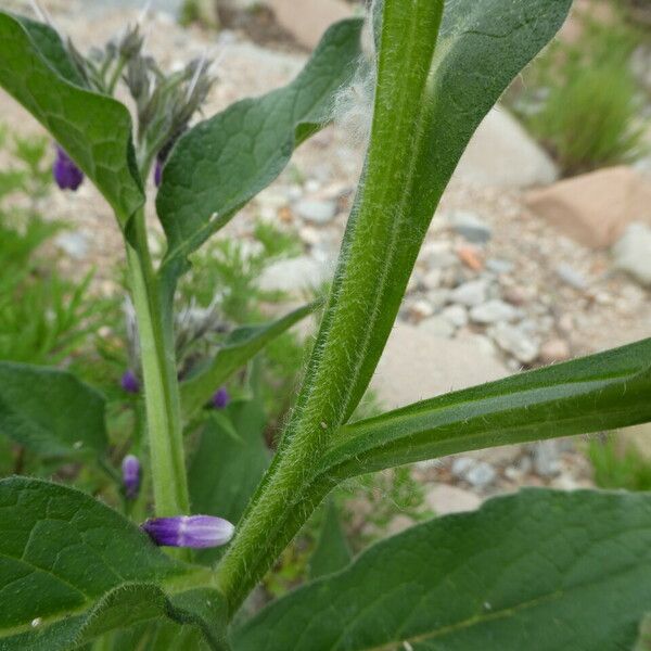 Symphytum officinale Rhisgl