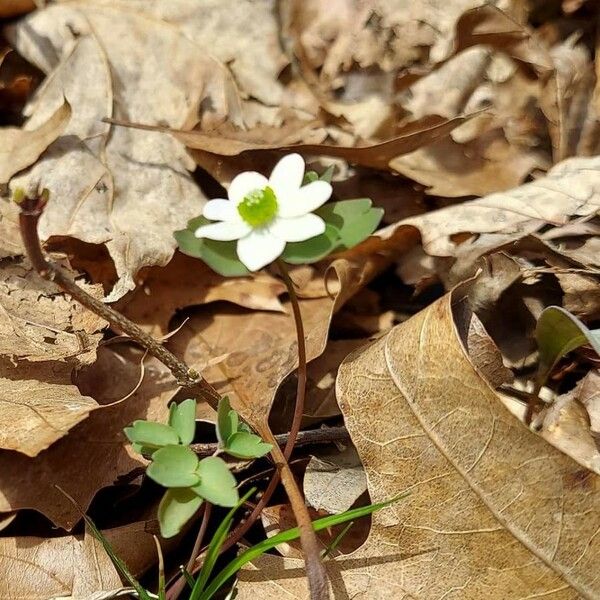 Anemonella thalictroides Flower