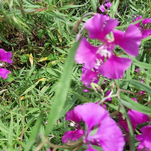 Clarkia pulchella 花