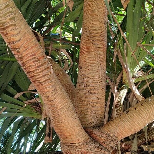 Pandanus utilis Écorce