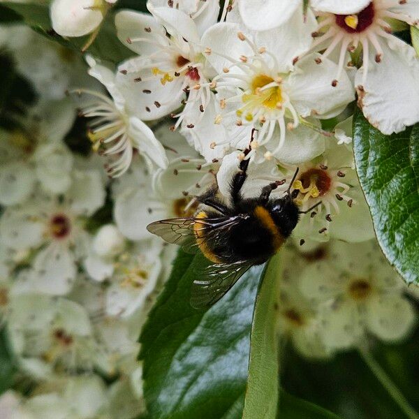 Crataegus crus-galli Õis