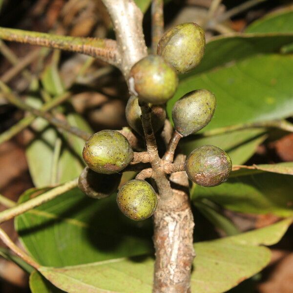 Bursera simaruba Fruit