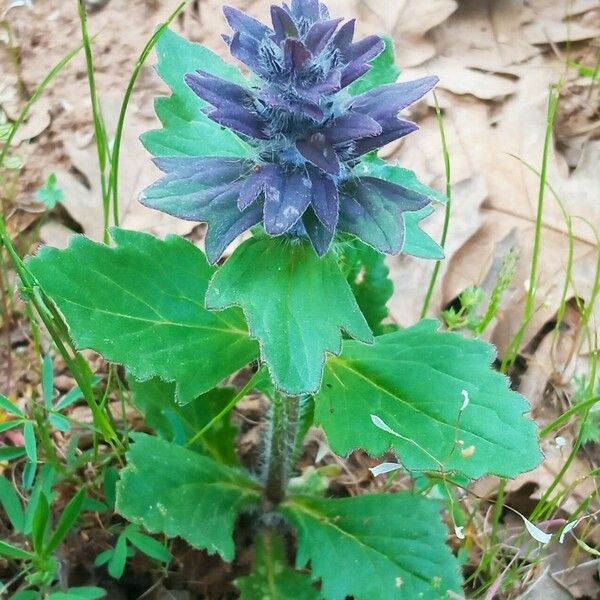 Ajuga genevensis Blüte