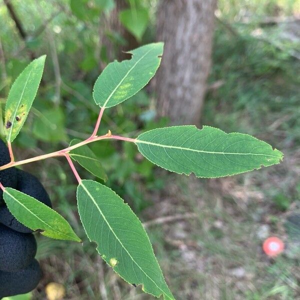 Salix amygdaloides Hoja