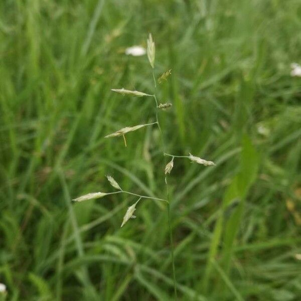 Festuca rubra Flor