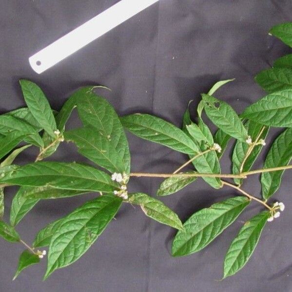Dichapetalum reliquum
