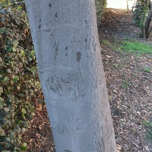 Acacia dealbata Bark