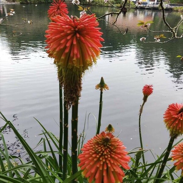 Kniphofia uvaria Flower