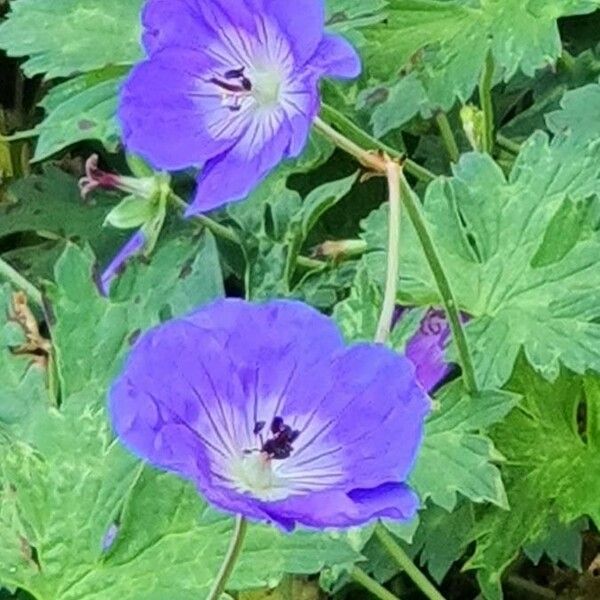 Geranium platypetalum Flower