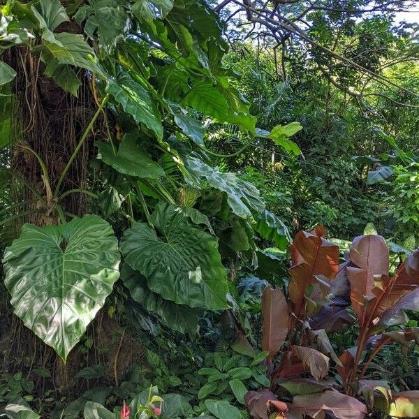 Alocasia macrorrhizos 葉