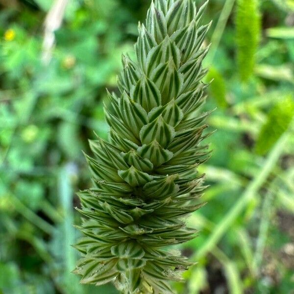 Phalaris minor Flower