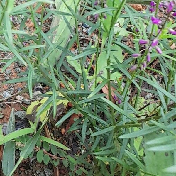 Polygala paniculata List