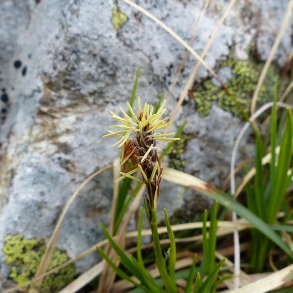 Carex caryophyllea Blodyn