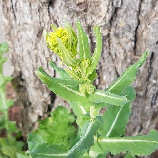 Myagrum perfoliatum Kwiat