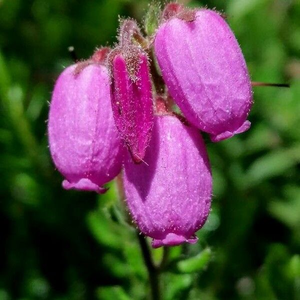 Daboecia cantabrica Virág