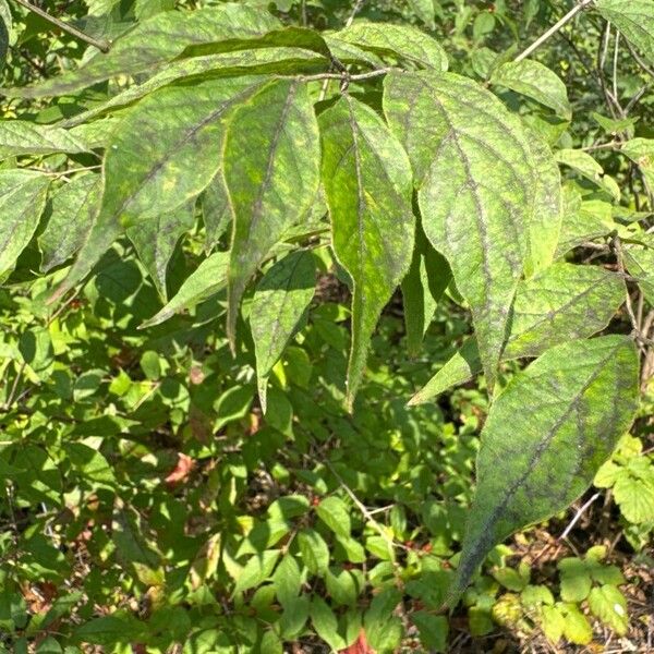 Lonicera maackii Leaf