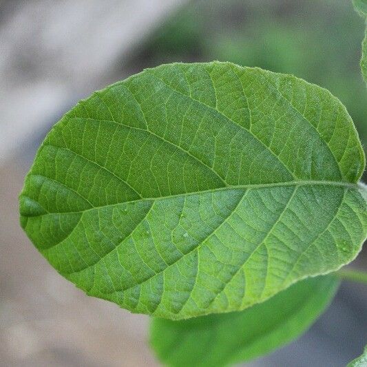 Cordia africana Foglia