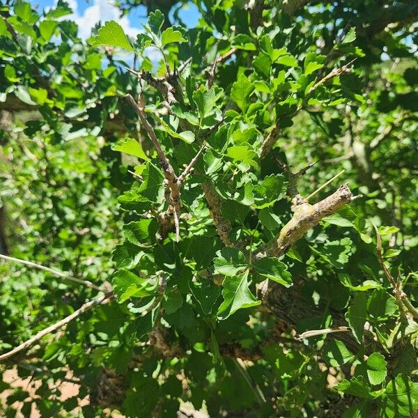 Commiphora schimperi ᱛᱟᱦᱮᱸ