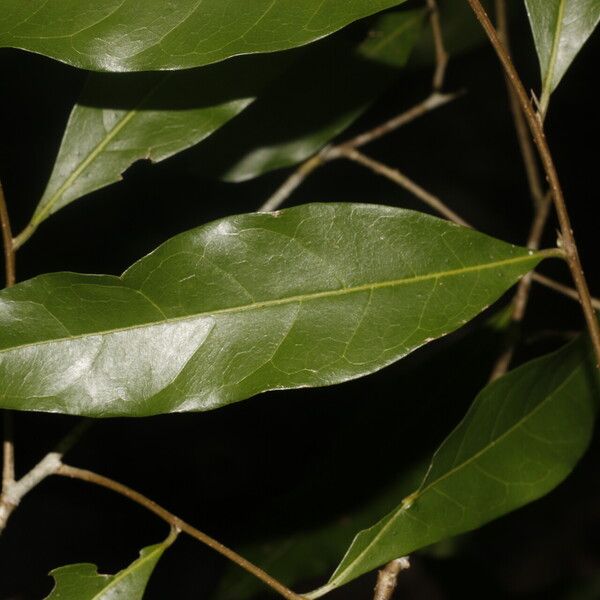 Dichapetalum morenoi