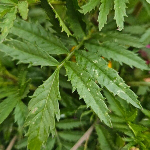 Tagetes tenuifolia ᱥᱟᱠᱟᱢ