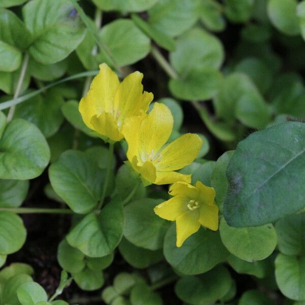 Lysimachia nummularia Kukka