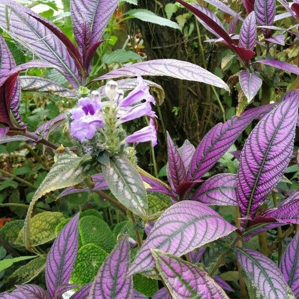 Strobilanthes auriculata Foglia