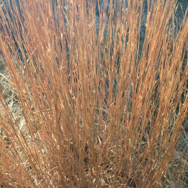 Schizachyrium scoparium 葉