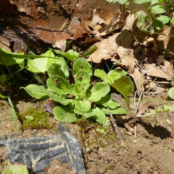 Samolus valerandi Habitat