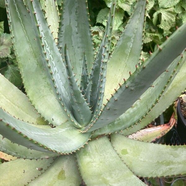 Aloe ferox Blad