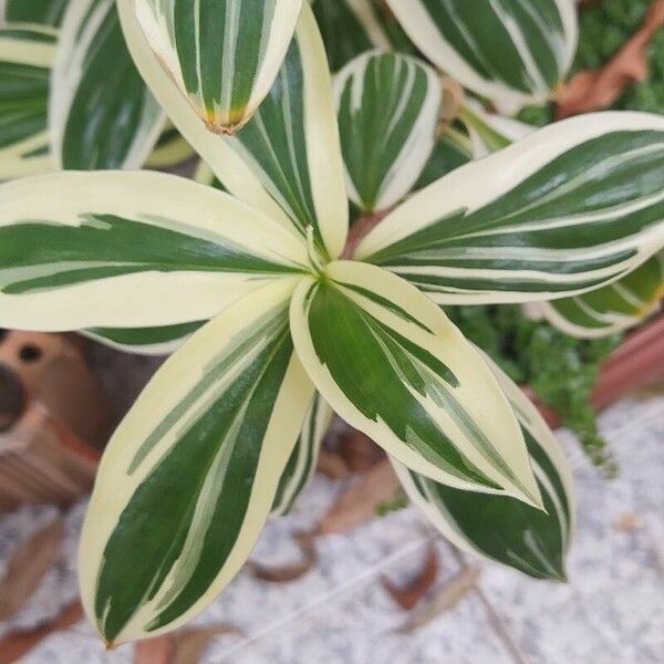 Costus arabicus Ліст