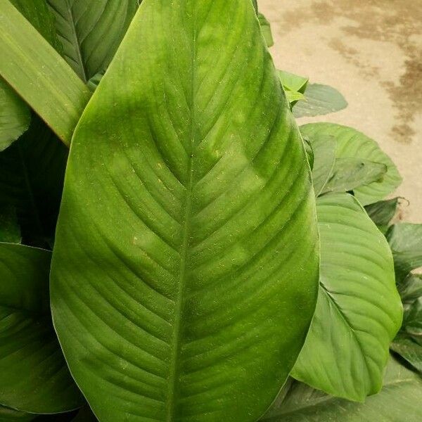 Spathiphyllum blandum List