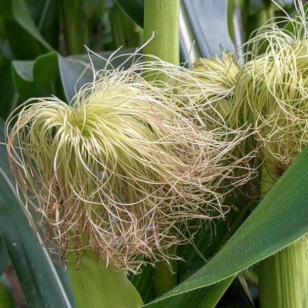 Zea mays Flower