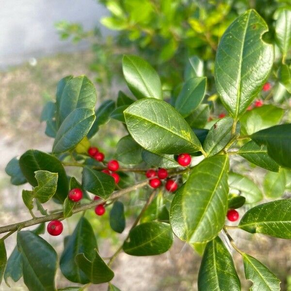 Ilex cassine 葉