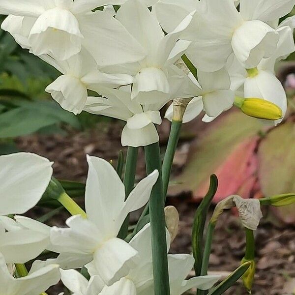 Narcissus triandrus Õis