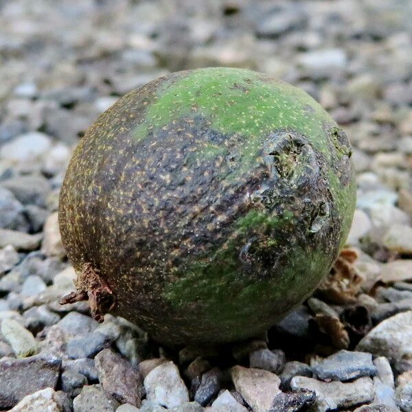 Carya glabra Fruit