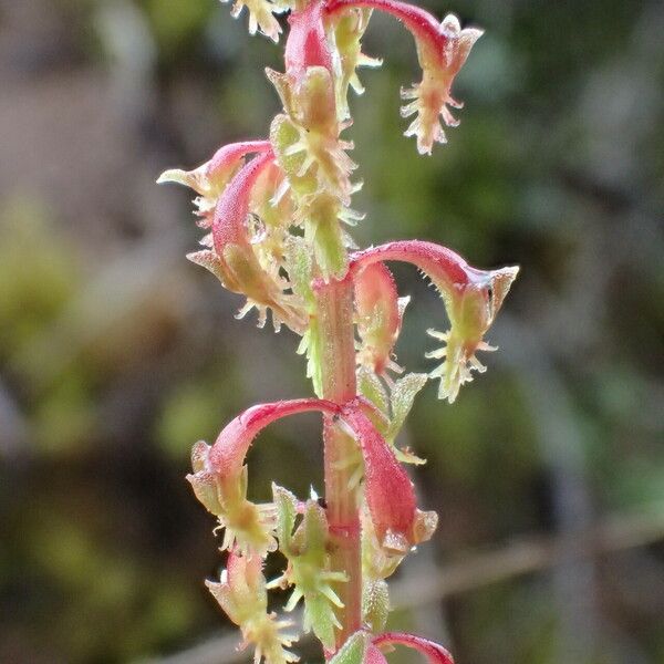 Rumex bucephalophorus Owoc