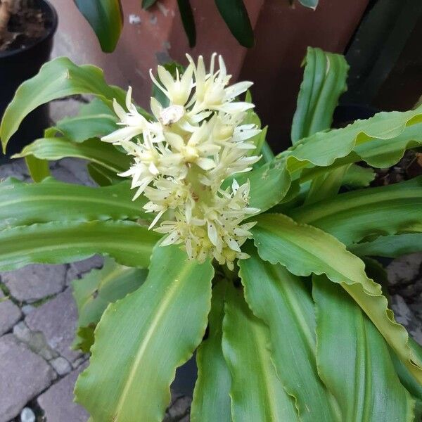 Eucomis autumnalis 花