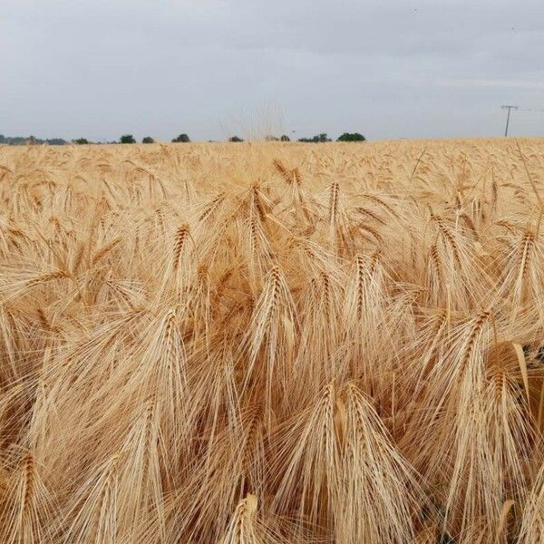 Hordeum vulgare Frukt