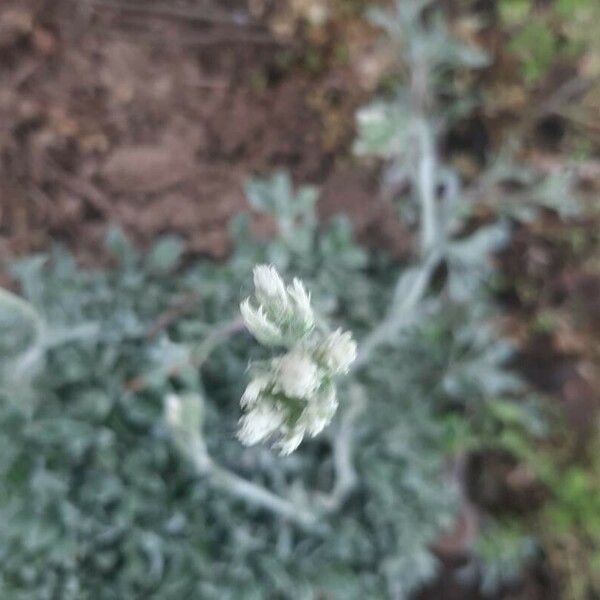 Antennaria alpina 花