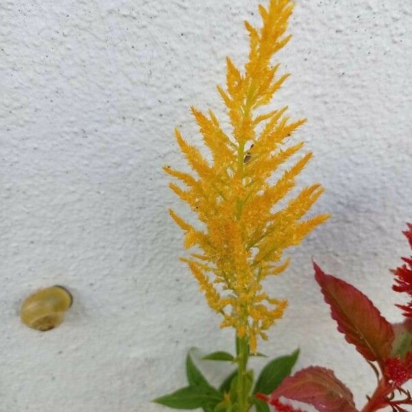 Celosia argentea 花