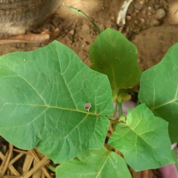 Solanum torvum Fruitua