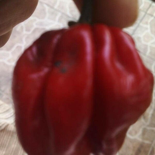 Capsicum chinense Плід