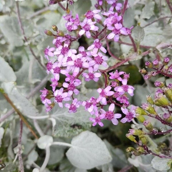 Pericallis aurita Floare