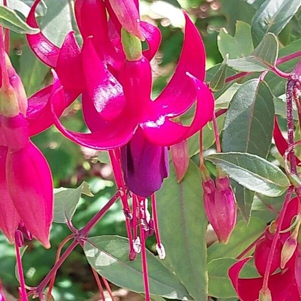 Fuchsia magellanica Blomma